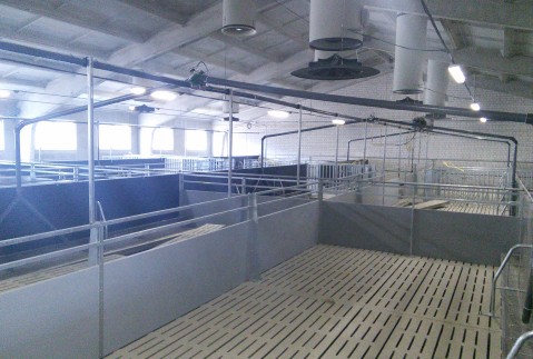 Строительство свиноводческого комплекса с замкнутым циклом, мощностью 24 000 голов откорма свиней в год при д. Почуйки в РСКУП «Волковысское» Волковысского района.